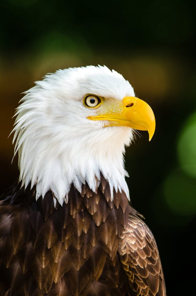 pexels photo 145962 Stunning portrait of a bald eagle showcasing its sharp gaze and detailed plumage.