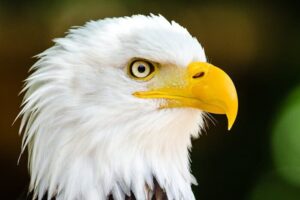Ruhestandsplanung Regensburg Stunning portrait of a bald eagle showcasing its sharp gaze and detailed plumage.